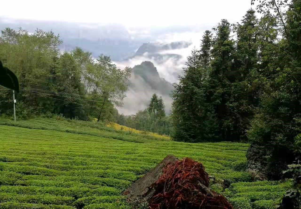 Uncle Cai Tea Plantation